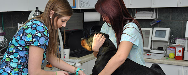 Blue Ridge Animal Clinic