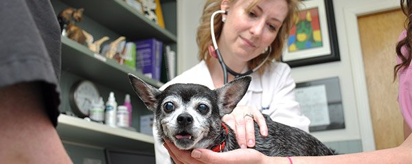 Blue Ridge Animal Clinic